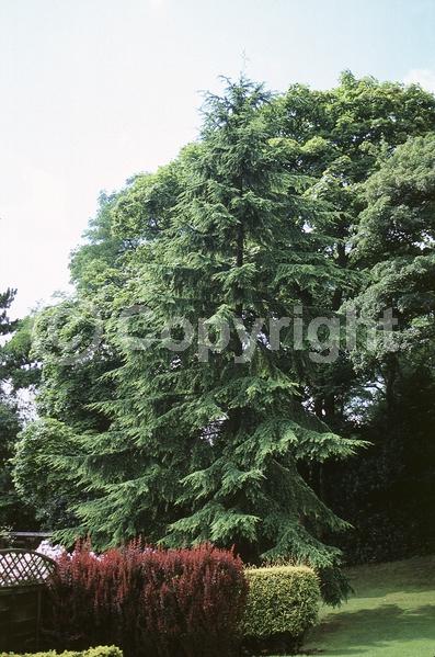 Yellow blooms; Green blooms; Evergreen; Needles or needle-like leaf; North American Native