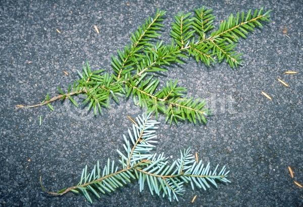 Yellow blooms; Green blooms; Evergreen; Needles or needle-like leaf; North American Native
