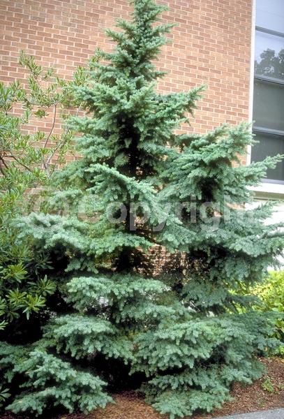Yellow blooms; Green blooms; Evergreen; Needles or needle-like leaf; North American Native