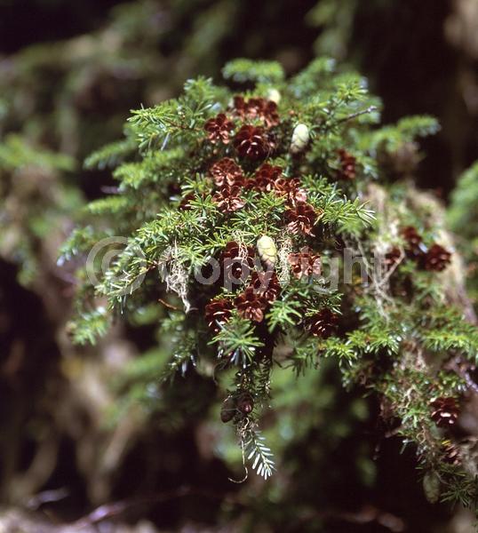 Yellow blooms; Green blooms; Evergreen; Needles or needle-like leaf; North American Native