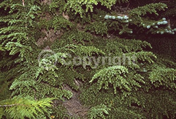 Yellow blooms; Green blooms; Evergreen; Needles or needle-like leaf; North American Native