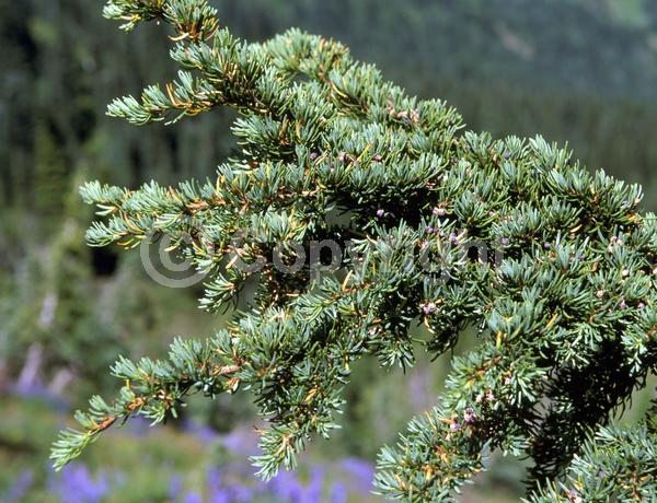 Yellow blooms; Green blooms; Evergreen; Needles or needle-like leaf; North American Native