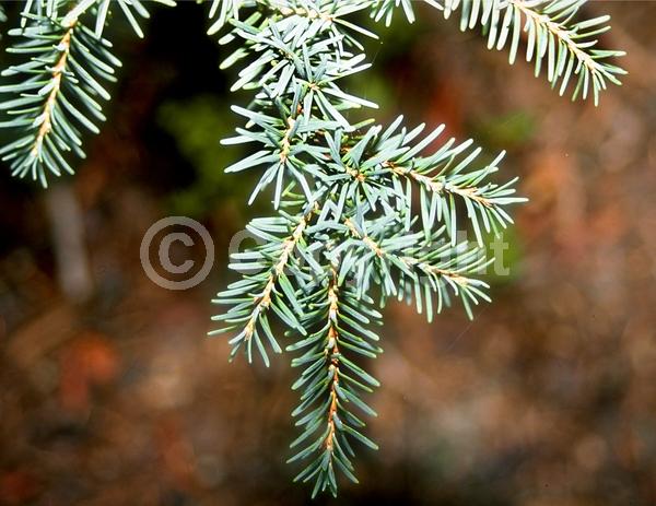 Yellow blooms; Green blooms; Evergreen; Needles or needle-like leaf; North American Native