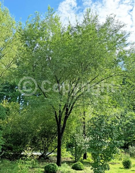 Green blooms; Deciduous; Broadleaf; North American Native