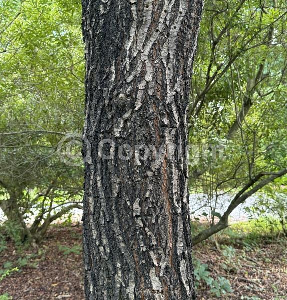 Green blooms; Deciduous; Broadleaf; North American Native