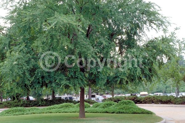 Green blooms; Deciduous; Broadleaf; North American Native