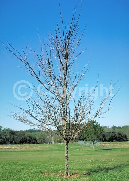 Green blooms; Deciduous; Broadleaf; North American Native