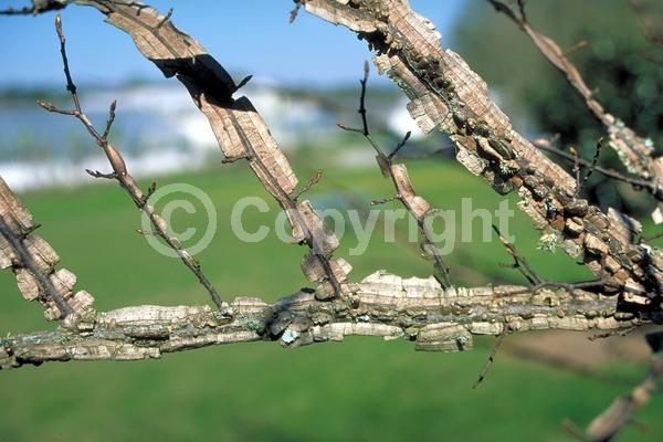 Green blooms; Deciduous; Broadleaf; North American Native