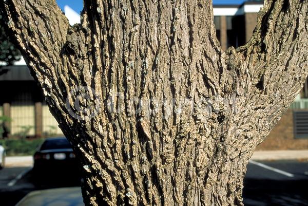 Green blooms; Deciduous; Broadleaf; North American Native