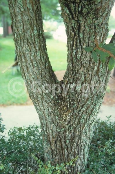 Green blooms; Deciduous; Broadleaf; North American Native