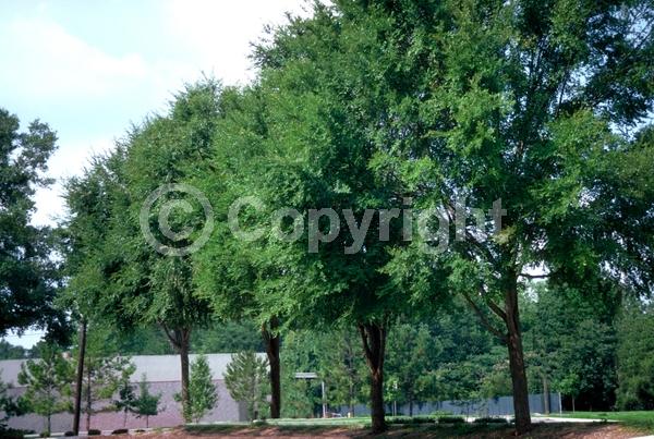 Green blooms; Deciduous; Broadleaf; North American Native