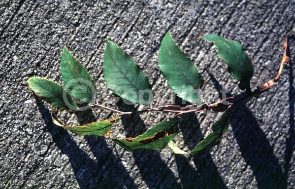 Green blooms; Deciduous; Broadleaf; North American Native