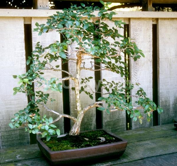 Green blooms; Deciduous; Broadleaf; North American Native