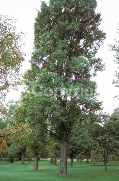 Green blooms; Deciduous; Broadleaf