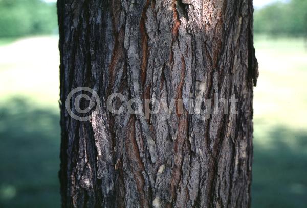 Green blooms; Deciduous; Broadleaf