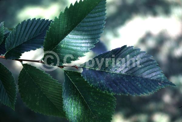 Green blooms; Deciduous; Broadleaf