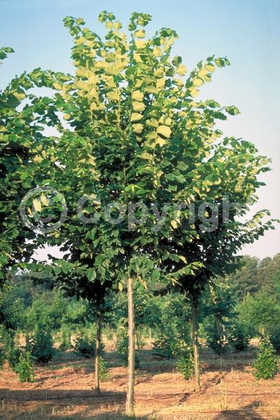 Green blooms; Deciduous; Broadleaf