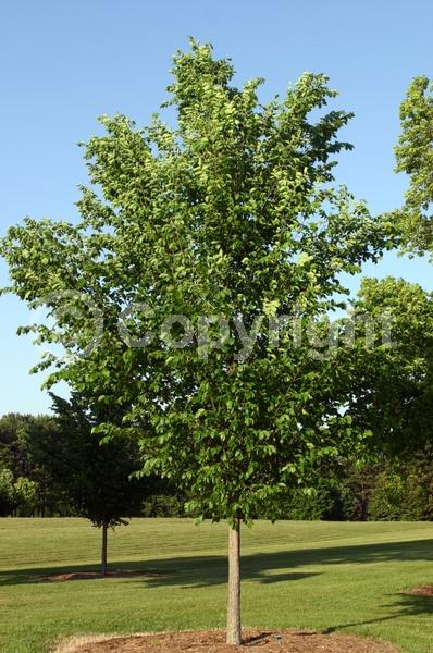Green blooms; Deciduous; Broadleaf