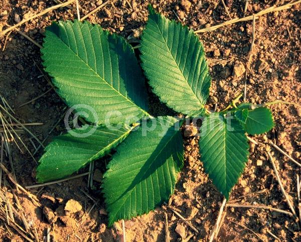 Green blooms; Deciduous; Broadleaf