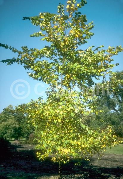Green blooms; Deciduous; Broadleaf; North American Native