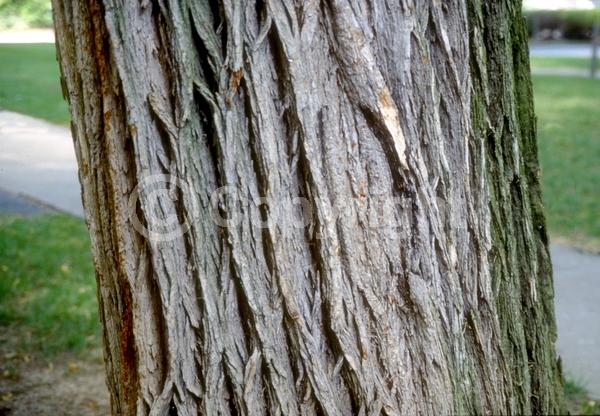 Green blooms; Deciduous; Broadleaf; North American Native
