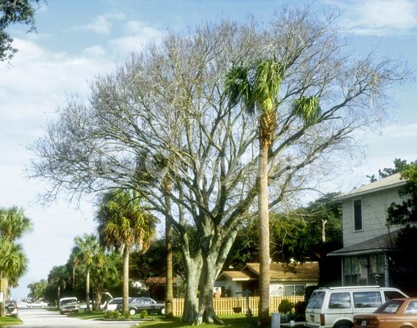 Green blooms; Deciduous; Broadleaf; North American Native
