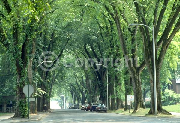 Green blooms; Deciduous; Broadleaf; North American Native