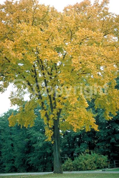 Green blooms; Deciduous; Broadleaf; North American Native