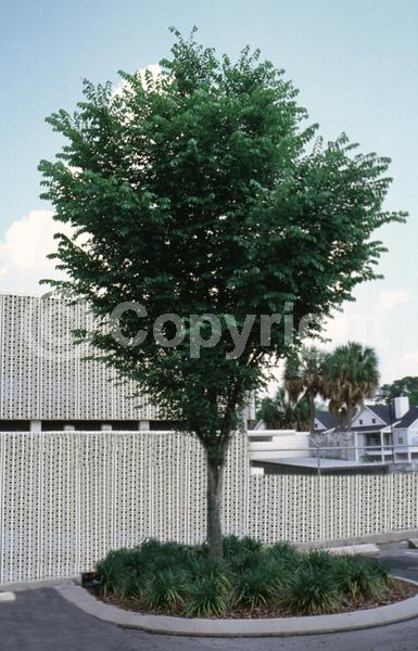 Green blooms; Deciduous; Broadleaf; North American Native