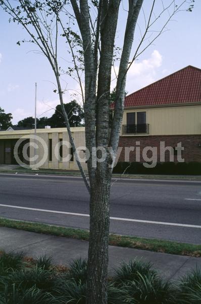 Green blooms; Deciduous; Broadleaf; North American Native