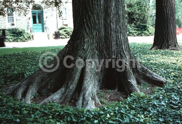 Green blooms; Deciduous; Broadleaf; North American Native