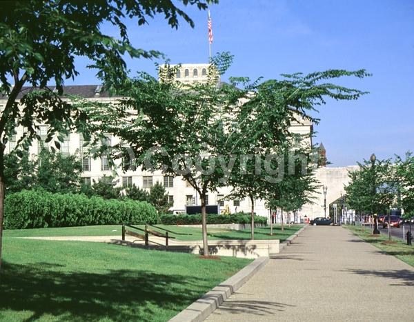 Green blooms; Deciduous; Broadleaf; North American Native