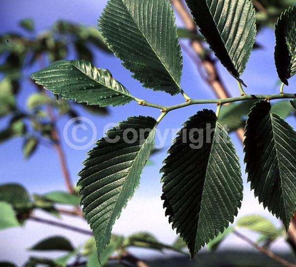Green blooms; Deciduous; Broadleaf
