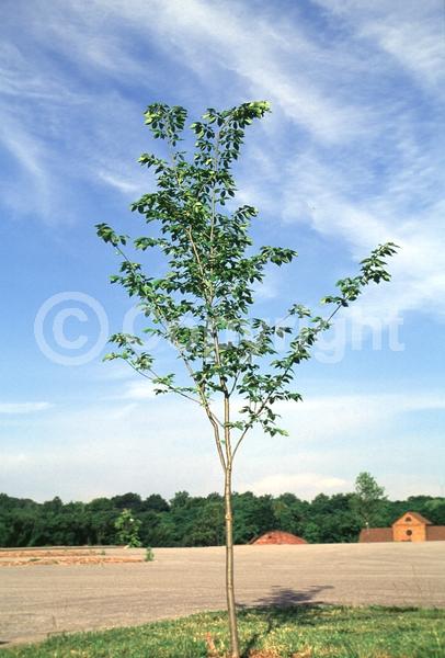 Green blooms; Deciduous; Broadleaf