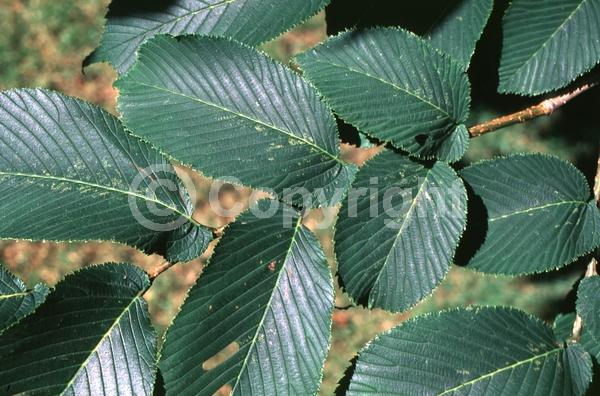 Green blooms; Deciduous; Broadleaf