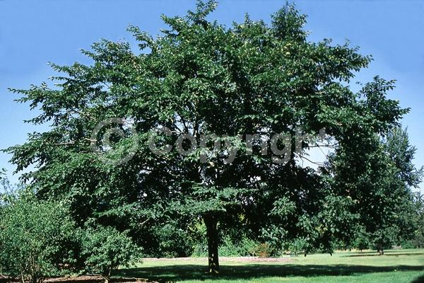 Green blooms; Deciduous; Broadleaf