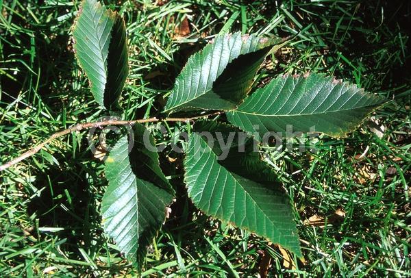 Green blooms; Deciduous; Broadleaf