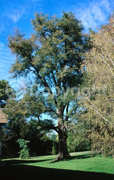 Green blooms; Deciduous; Broadleaf