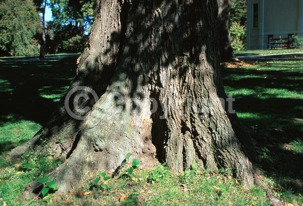 Green blooms; Deciduous; Broadleaf