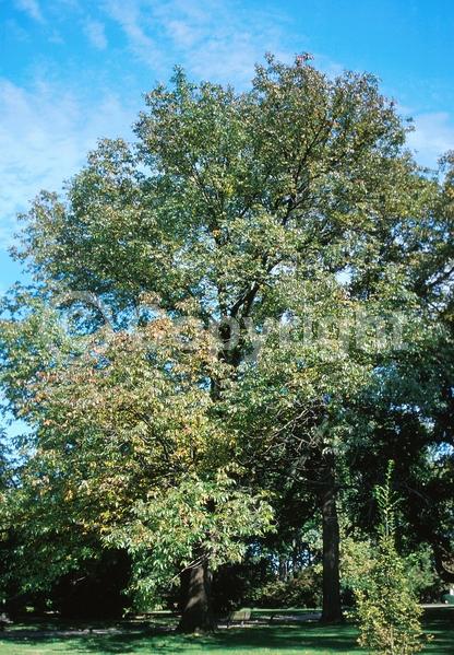 Green blooms; Deciduous; Broadleaf