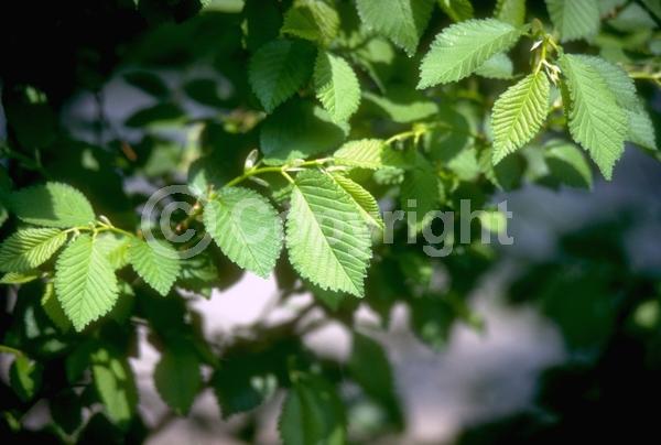 Green blooms; Deciduous; Broadleaf