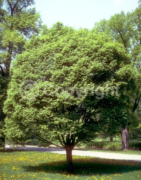 Green blooms; Deciduous; Broadleaf