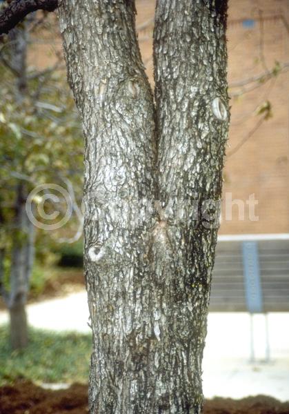 Green blooms; Deciduous; Broadleaf; North American Native