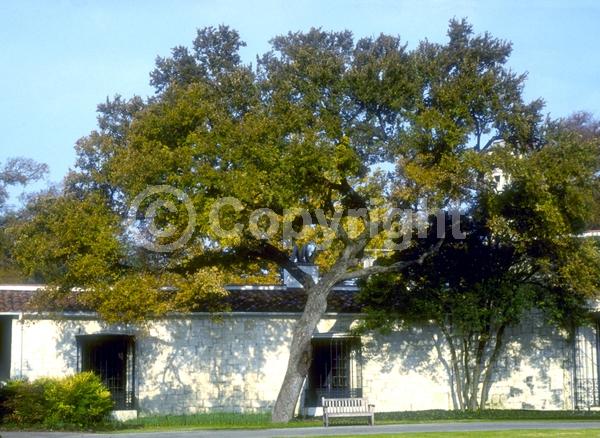 Green blooms; Deciduous; Broadleaf; North American Native