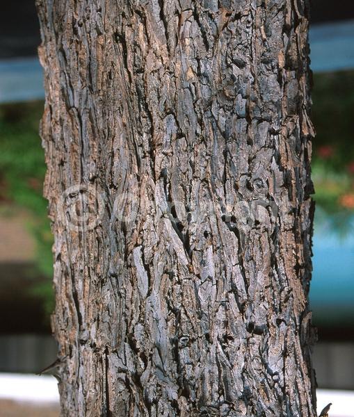 Green blooms; Deciduous; Broadleaf; North American Native