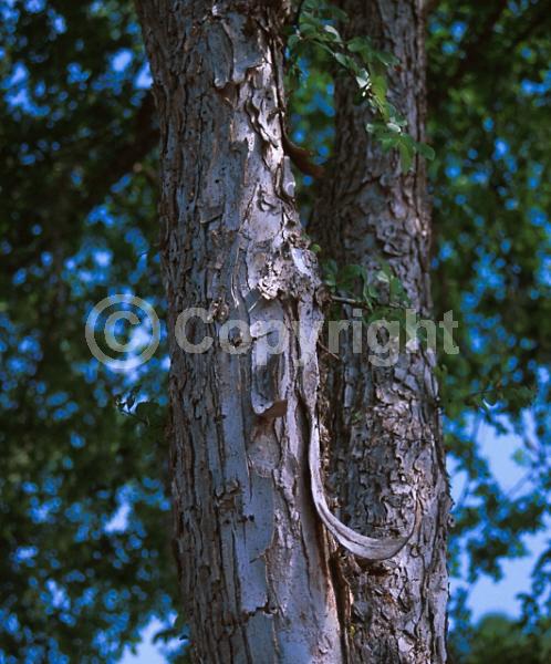 Green blooms; Deciduous; Broadleaf; North American Native