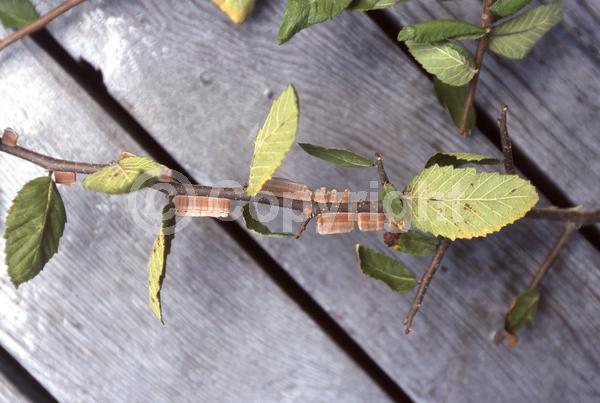 Green blooms; Deciduous; Broadleaf; North American Native