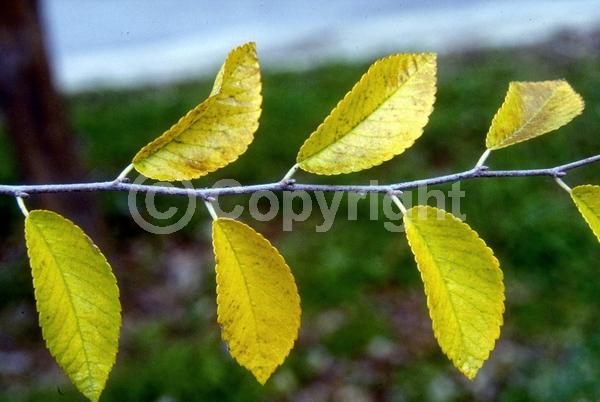 Green blooms; Deciduous; Broadleaf; North American Native