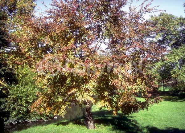 Green blooms; Deciduous; Broadleaf