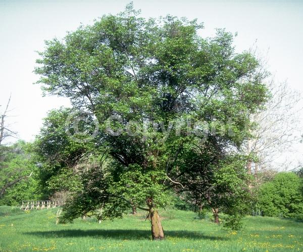 Green blooms; Deciduous; Broadleaf